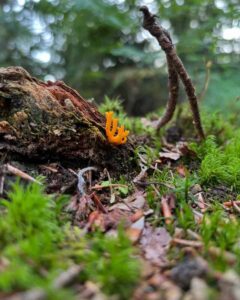 Leuchtend orangefarbener Korallenpilz wächst auf moosbewachsenem Waldboden neben einem verrottenden Baumstamm, mit verschwommenem Grün im Hintergrund.