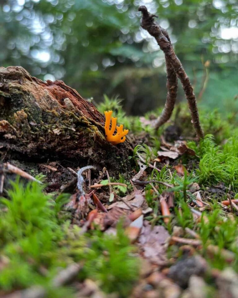 Leuchtend orangefarbener Korallenpilz wächst auf moosbewachsenem Waldboden neben einem verrottenden Baumstamm, mit verschwommenem Grün im Hintergrund.