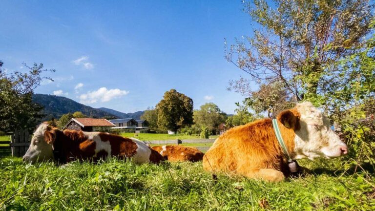 Zwei braun-weiße Kühe liegen auf grünem Gras in einem sonnigen Feld, mit Bäumen, Häusern und Bergen im Hintergrund.