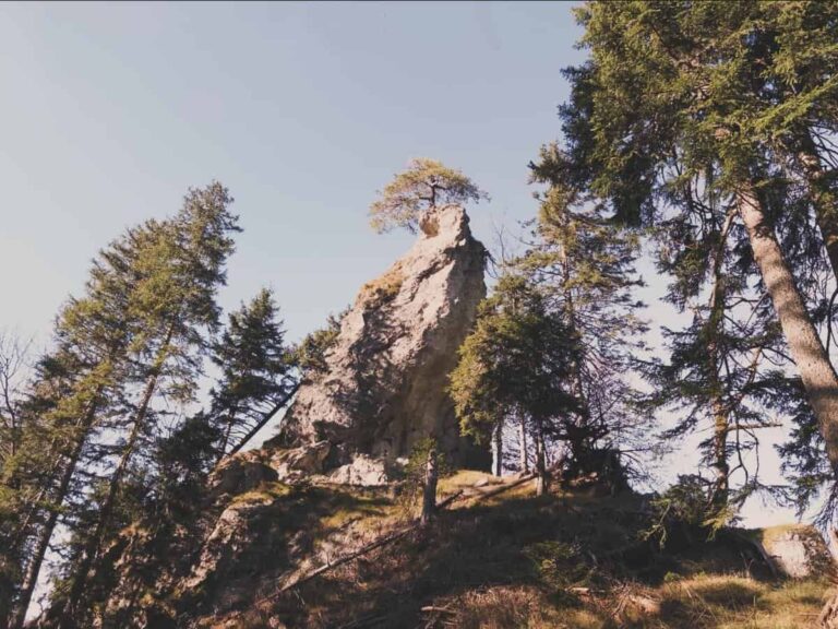 Hohe Kiefern umgeben eine zerklüftete Felsformation, auf deren Spitze ein einzelner Baum wächst, unter einem klaren Himmel.