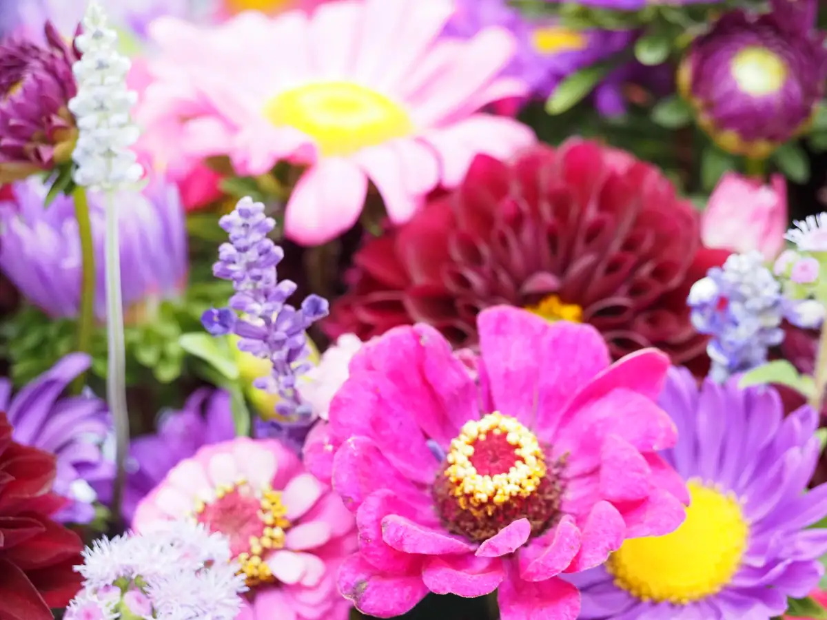Nahaufnahme verschiedener Rosa Blumenblüten